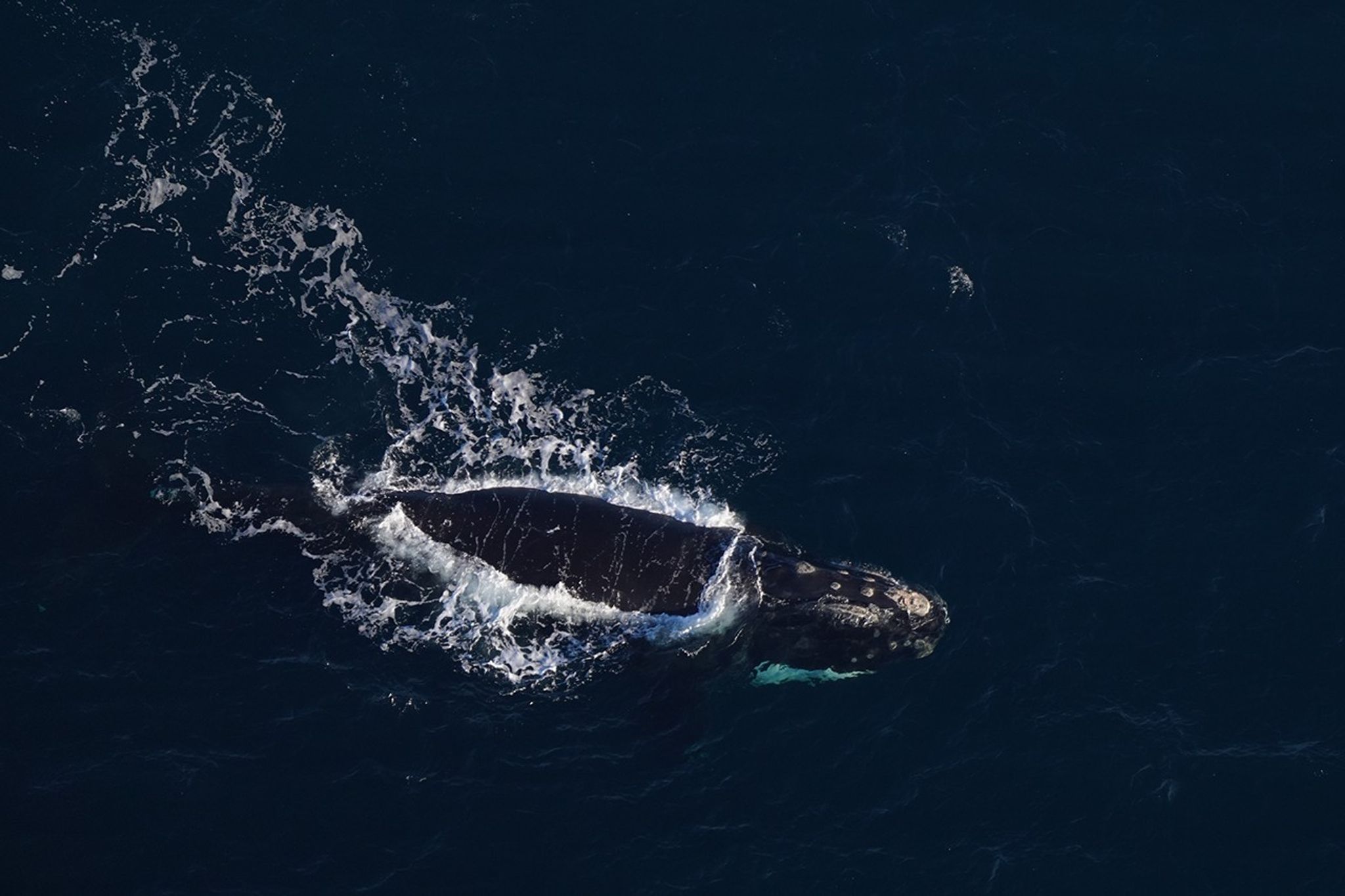 A North Atlantic right whale, partially submerged, swims in dark blue ocean water, creating white foam around its head and back.