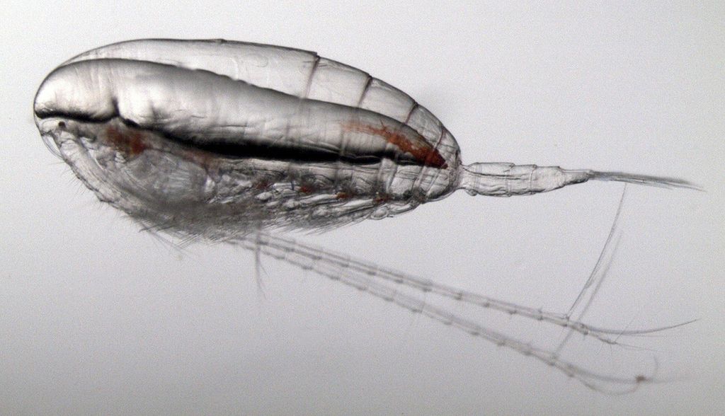 NASA Data Helps Map Tiny Plankton That Feed Giant Right Whales
