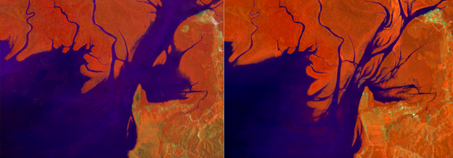Before and after satellite images show increased coverage of mangrove forests.