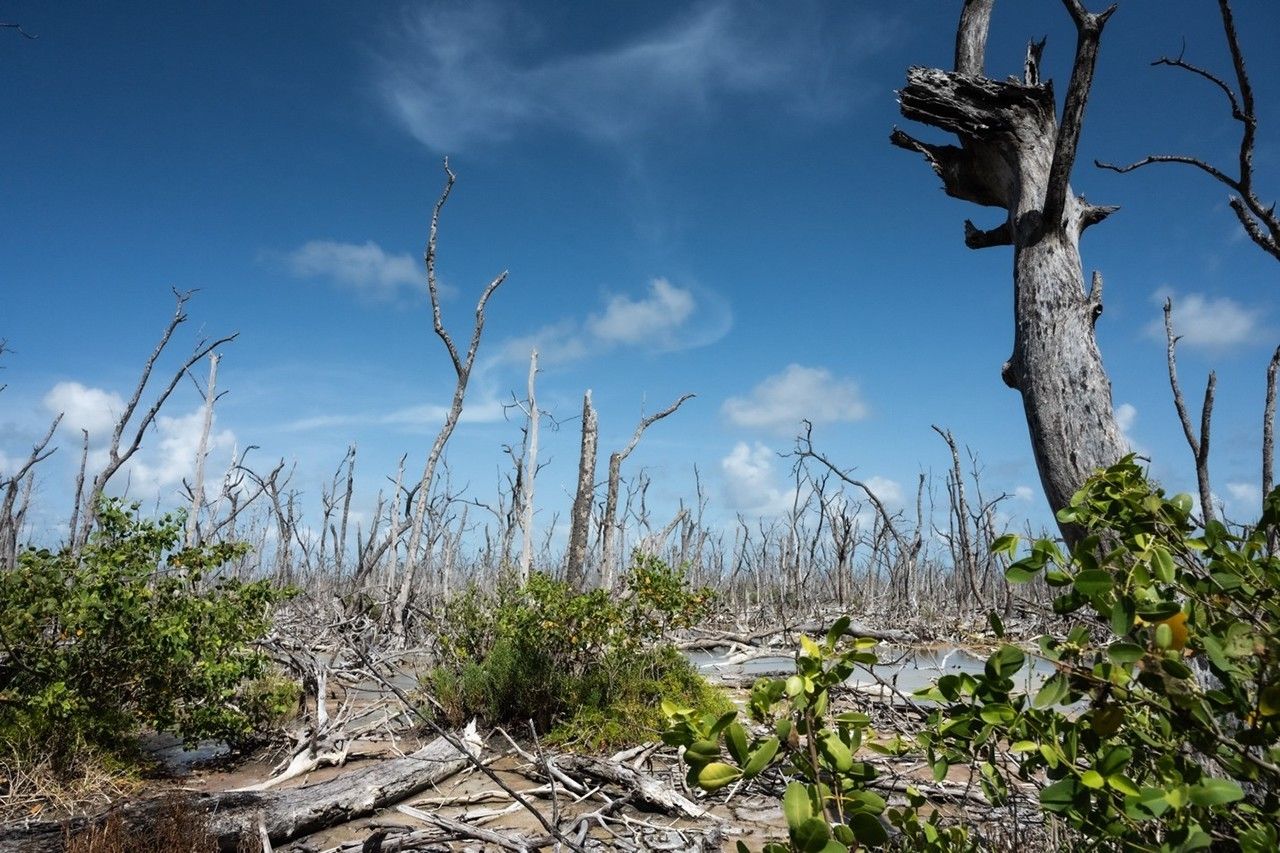 NASA Researchers Study Coastal Wetlands, Champions of Carbon Capture