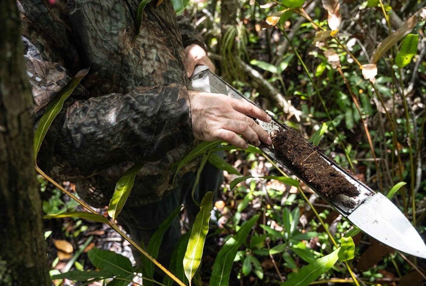A small patch of Everglades peat sits on top of the Russian peat auger. David holds the auger and the sample amongst a thicket of mangrove branches and leaves.