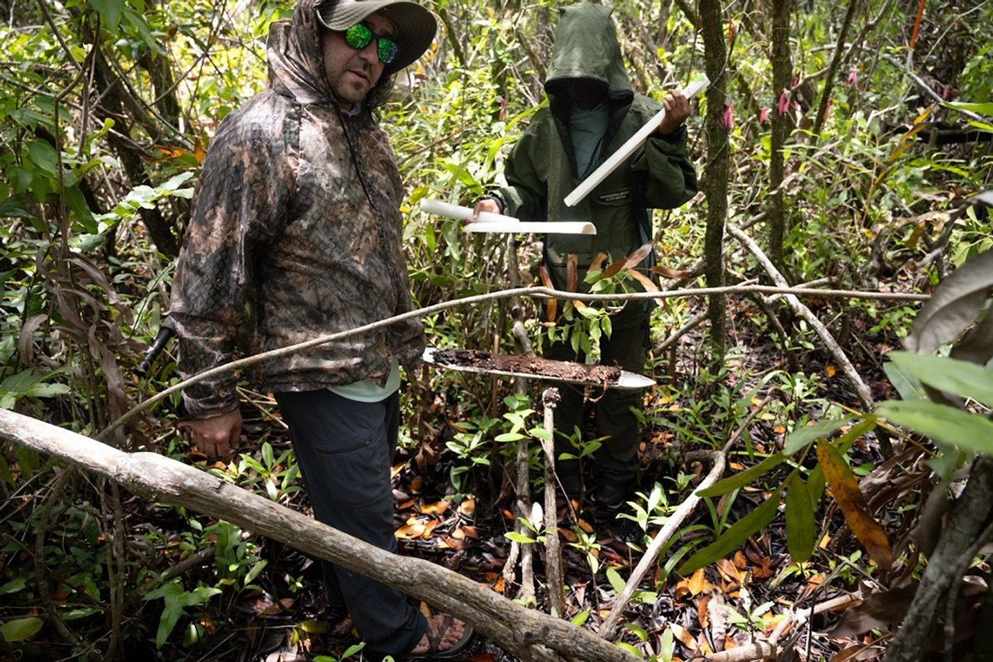 A small patch of Everglades peat sits on top of the Russian peat auger. Lagomasino holds the auger and the sample in a thicket of mangrove branches and leaves.