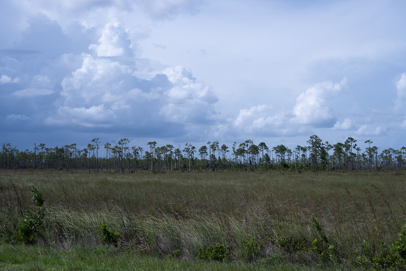 Near the center of the Everglades National Park, a dense layer of sawgrass covers the ground — receding towards a line of tall, slender trees that sway in the breeze. Behind the trees, large cumulonimbus clouds loom over the scene.