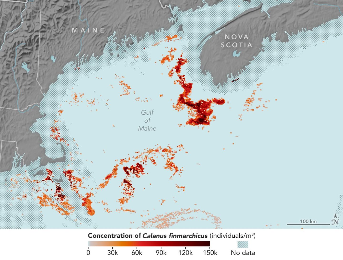 Map showing estimated concentrations of the copepod Calanus finmarchicus in the Gulf of Maine, with the highest densities (up to 150,000 individuals per cubic meter) marked in dark red. Areas with no data are shaded in a blue crosshatch pattern.