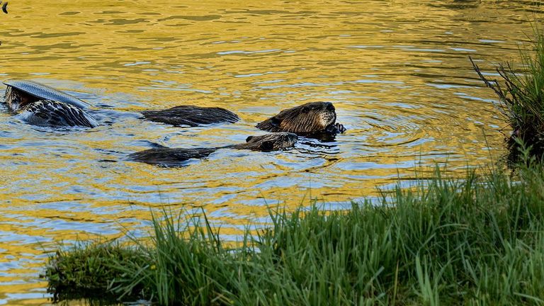 A couple beavers heads and rails peak out of rippling water with grass in the foreground and along the right.