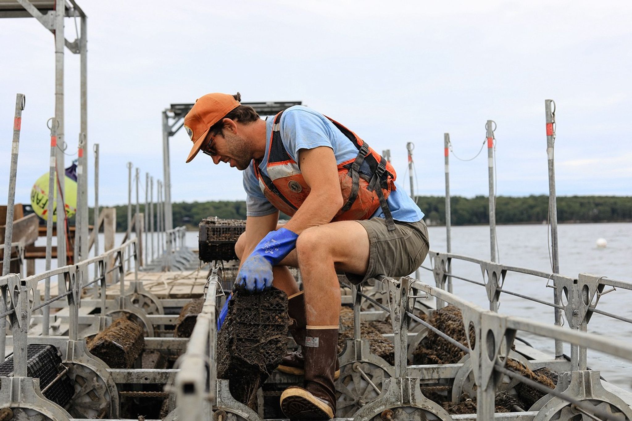 Oyster farmer Luke Saindon kneels on a floating oyster farm platform, lifting a mesh cage of oysters in Wiscasset, Maine.
