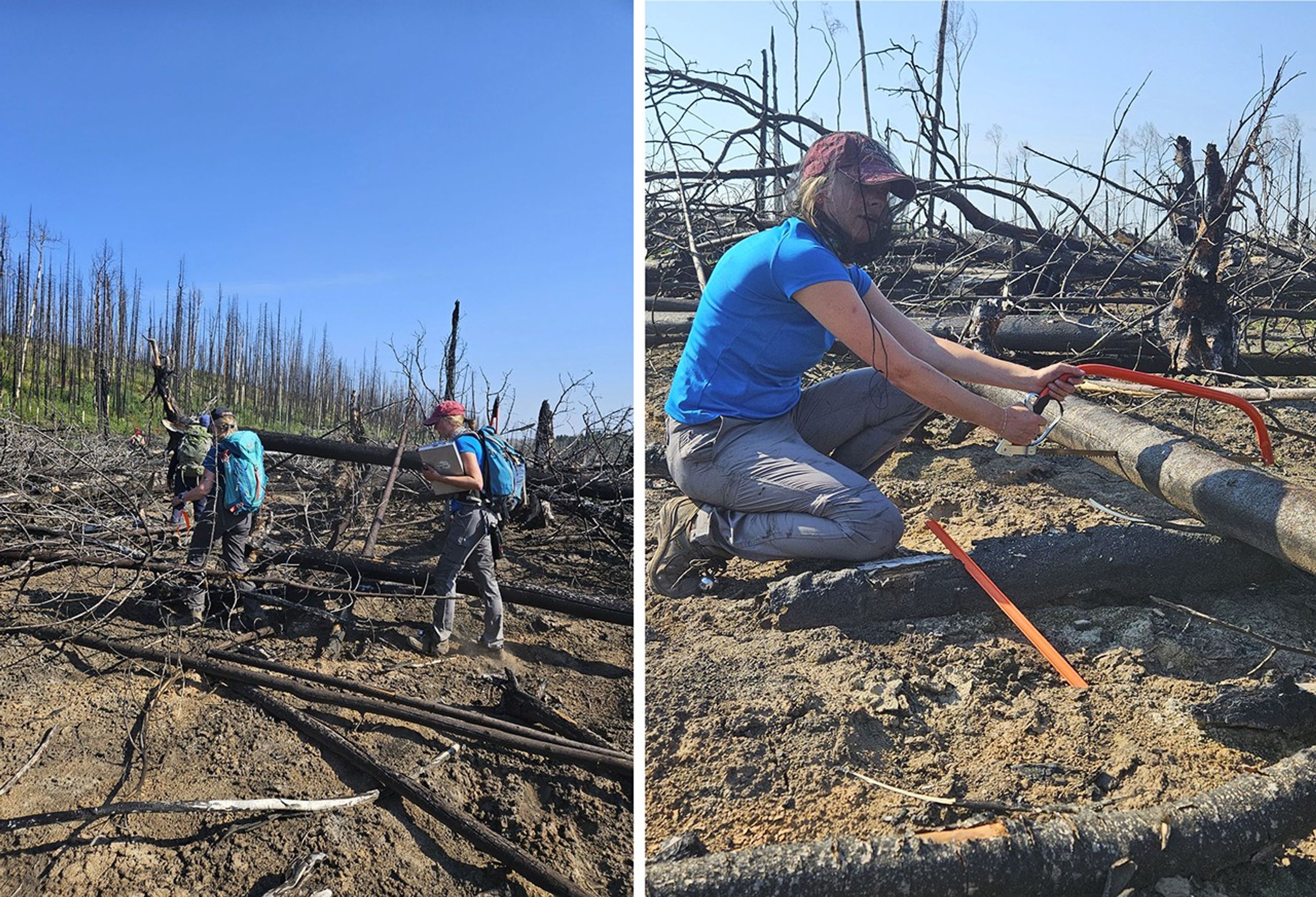 Two photos. The photo at left shows three researchers with backpacks walking through – as best they can! – a brown dirt area crisscrossed by thin, fallen tree trunks. In the background, trees grow from an area of green undergrowth, a contrast with this burned area. The photo at right shows a researcher on one knee in the burned area, sawing through a fallen trunk to extract a crosscut “cookie.”
