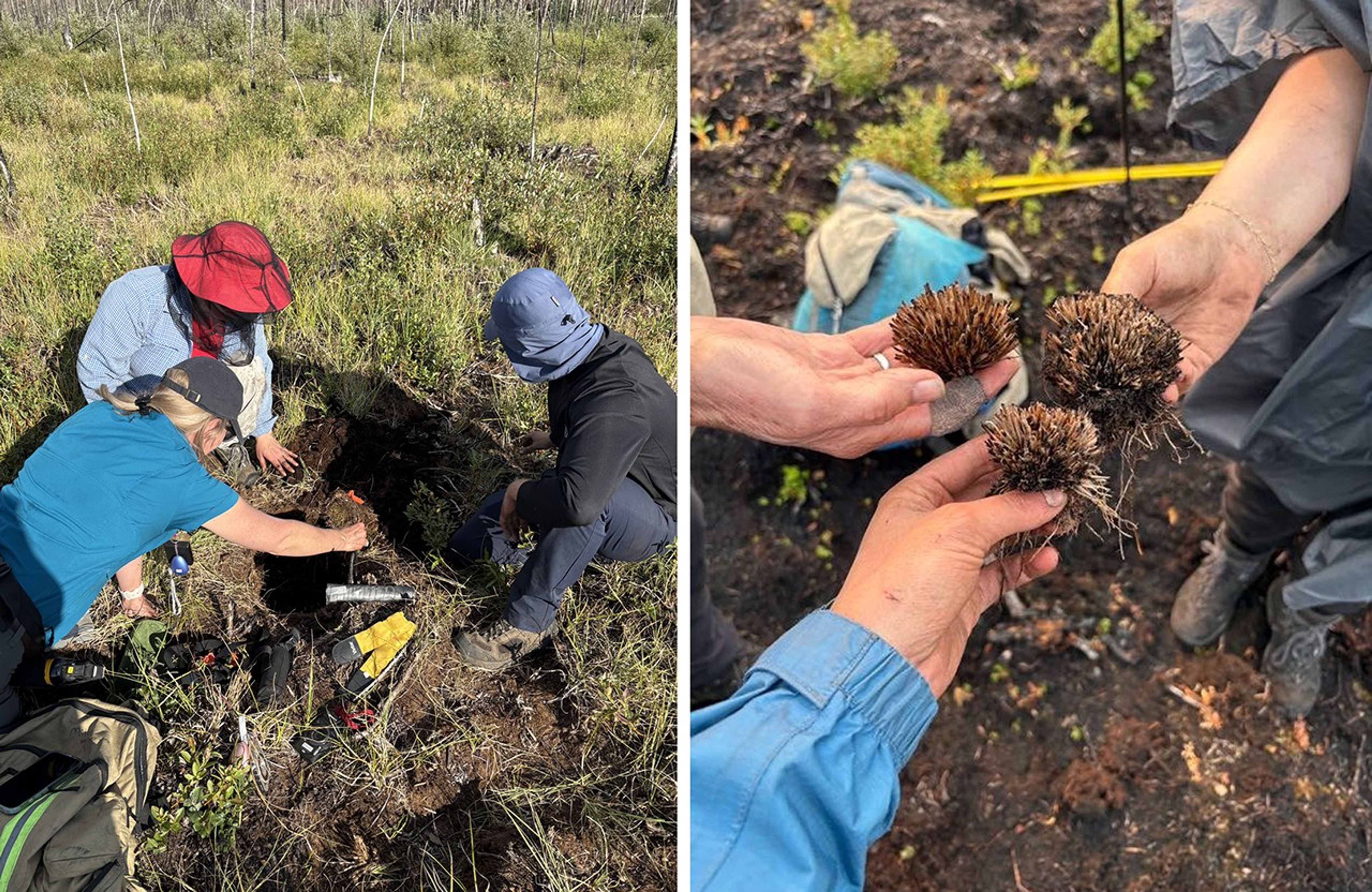 Two views of researchers digging into peat for samples. At left, an overhead view of three researchers crouched on the ground around a hole they have dug through the meadow grasses to the peat. At right is a view of three hands, each holding a peat tussock the size and shape of a hedgehog – spiky with a dark brown interior and lighter brown fronds. Char is evident in the darkness of the interior.