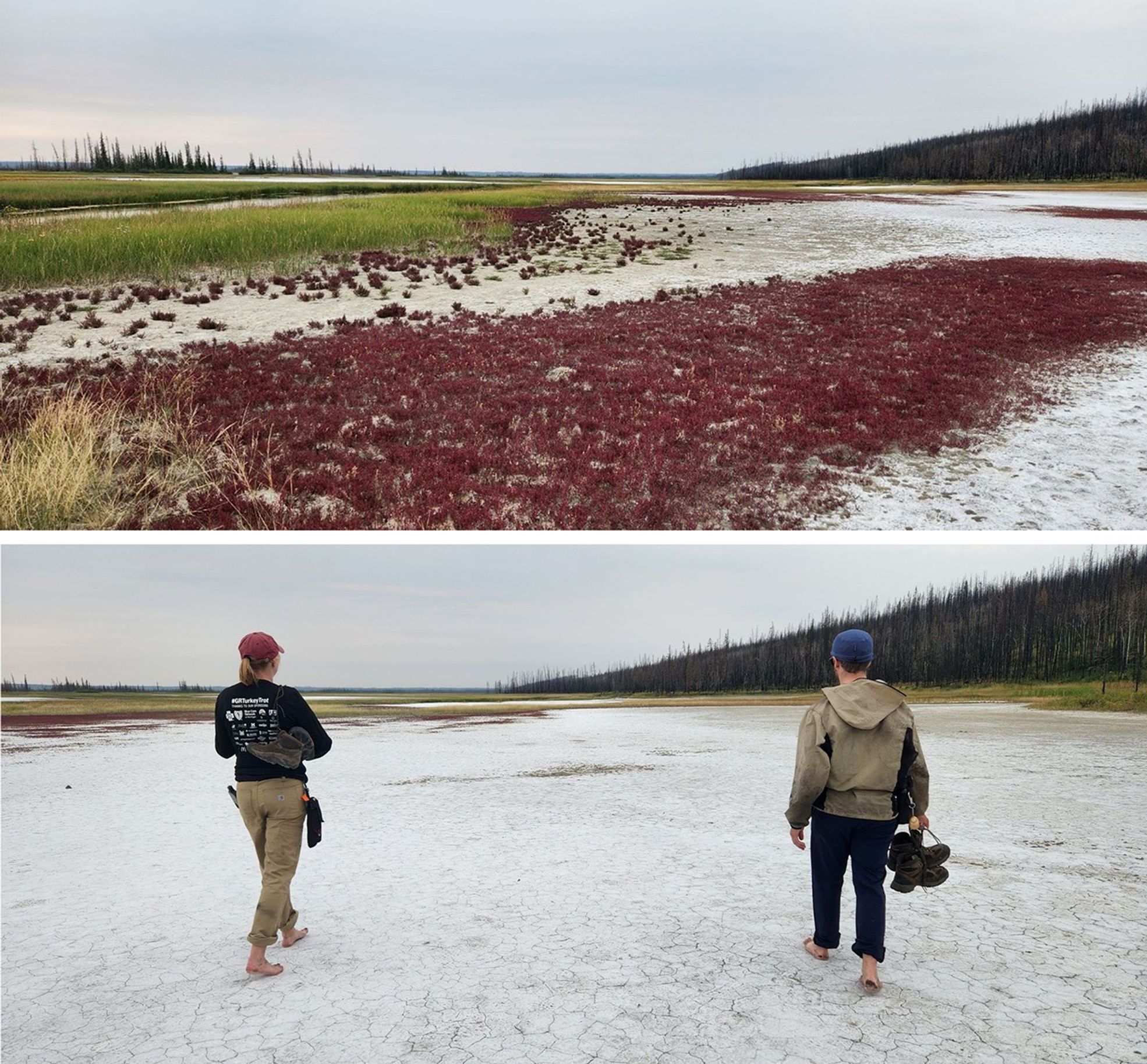 The first photo provides a view from a few feet above a swath of low, red, spikes of vegetation growing in edge patches along the salt flat. In the distance, they give way to low grasses, and, in the distance, the outlines of a stand of pines. The second photo shows a broad walkway of crackled white salt flats. The two researchers stroll barefoot on it, looking out to a hillside covered in blackened trees that flows down to thin lines of red and olive green vegetation that edge the flats.