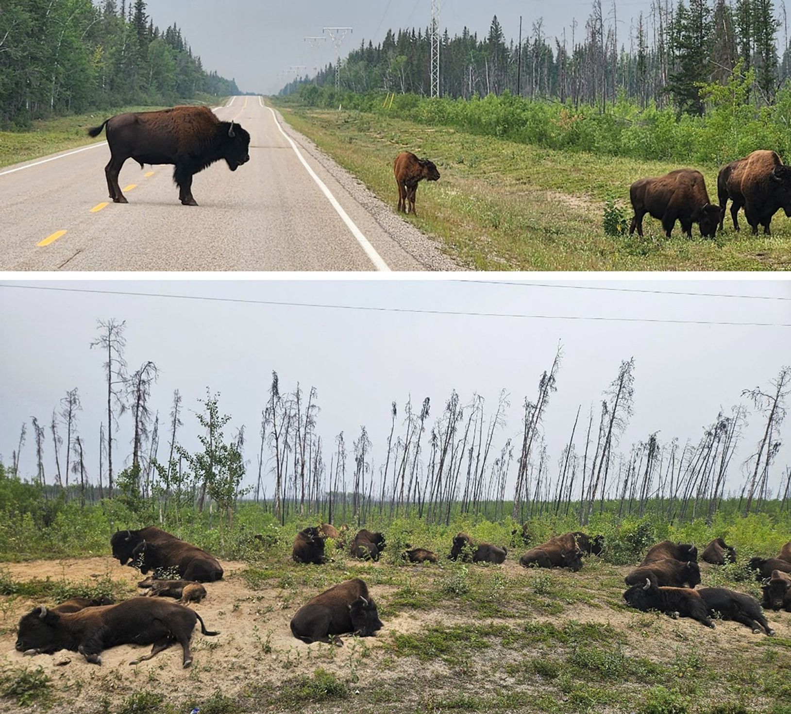 Two photos of bison.  In the first, a young adult male bison stands in the middle of a two-lane road. In front of him, a calf stands at the grassy shoulder of the road, looking toward two other adult bison grazing close by.  In the second photo, a dozen bison occupy a meadow comfortably, most reclining, one or two grazing. The color of their shaggy fur ranges from dark brown to rust-gold; each has a ropy tail that ends in a lush brown tuft. Most have dark gray horns.
