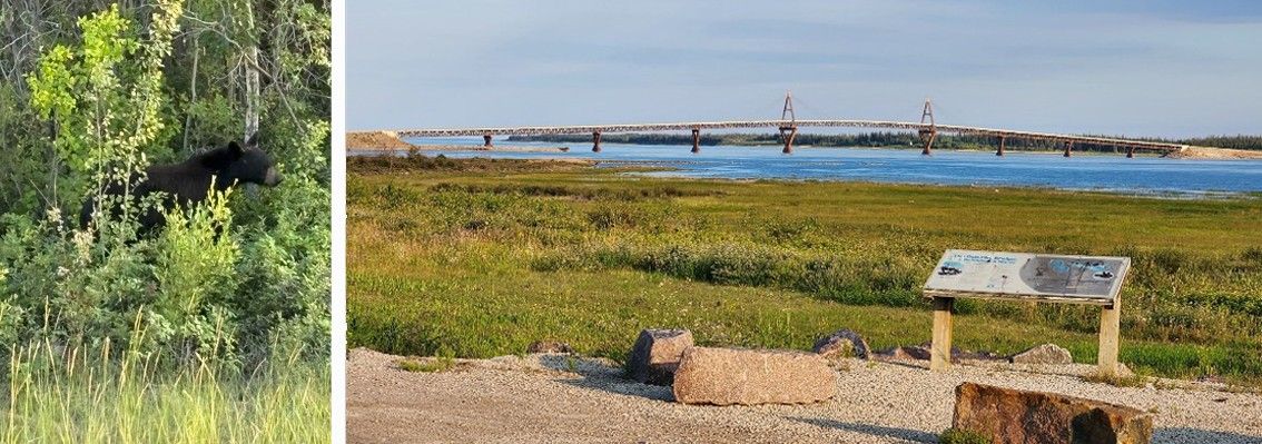 The photo at left shows a black bear peering above a section of tall grasses amid a copse of narrow birches and other thin trees.  The photo at right shows a long low bridge stretching across a river. In the foreground is a shore of flat grass and a paved area with an explainer sign.
