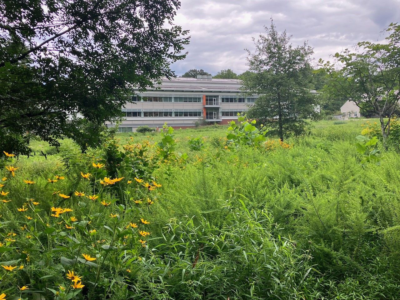 A three-story building is viewed through the grass, shrubs, and flowers of a nearby meadow.