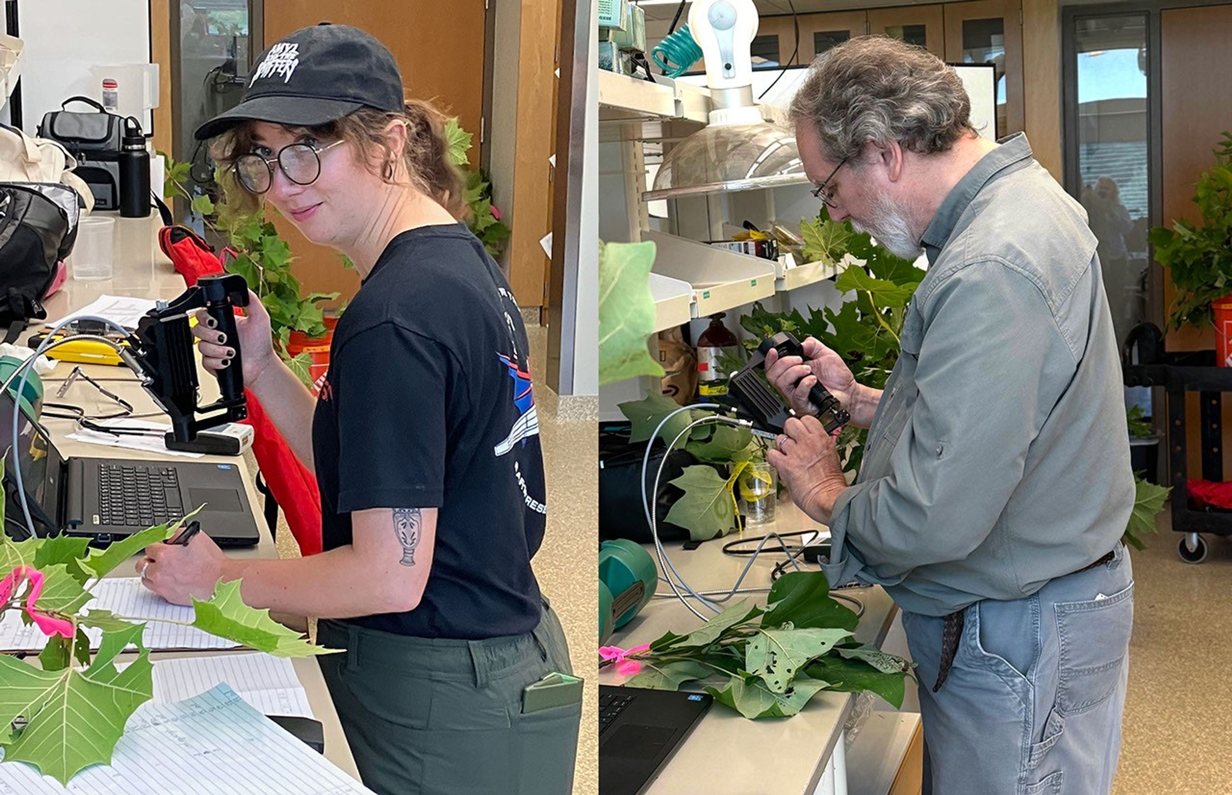 At left, a woman stands at a lab bench draped in large leaves that are marked with a bright pink tie. In her left hand is a pen; she’s making a notation on a pad on the bench. Her right hand holds a scanning instrument. At right, a man at another lab bench looks down at leaves, also with a pink tie.