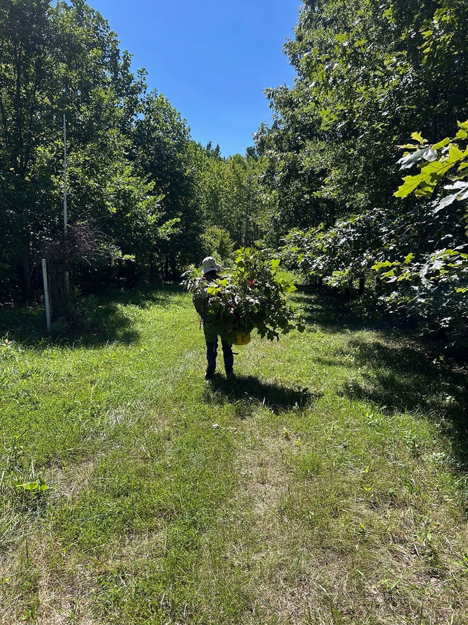 A woman walking along grass between tall trees is nearly obscured by the branches she carries in a bucket.