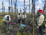 Under a partly cloudy sky, in a meadow area dotted with scraggly pines, a team of four researchers focuses on their gear. Dr. Miller, in the red hat, stands near a cluster of three yellow poles, chin-high, used for research.