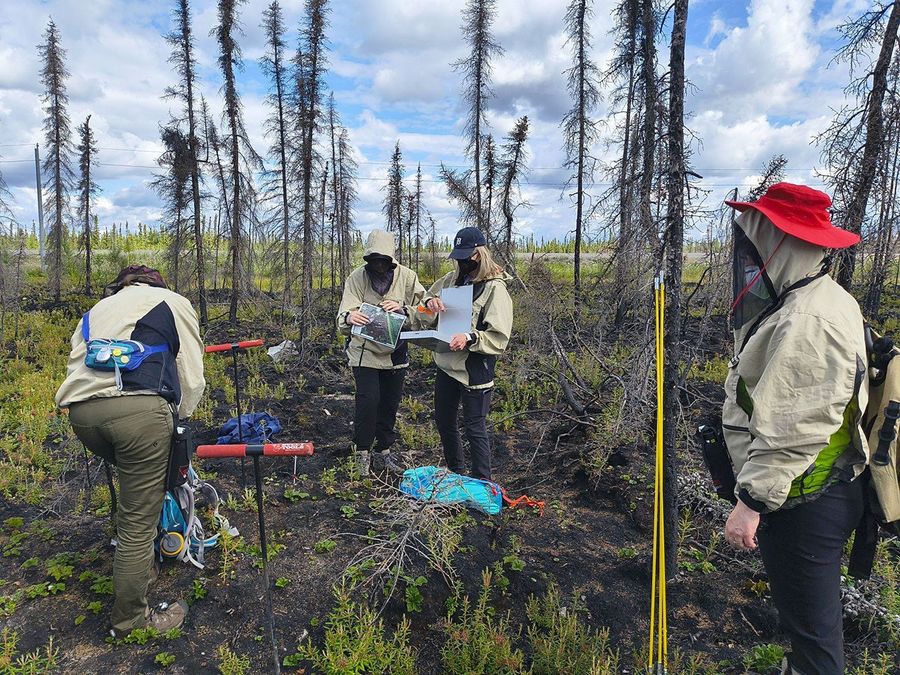 Under a partly cloudy sky, in a meadow area dotted with scraggly pines, a team of four researchers focuses on their gear. Dr. Miller, in the red hat, stands near a cluster of three yellow poles, chin-high, used for research.