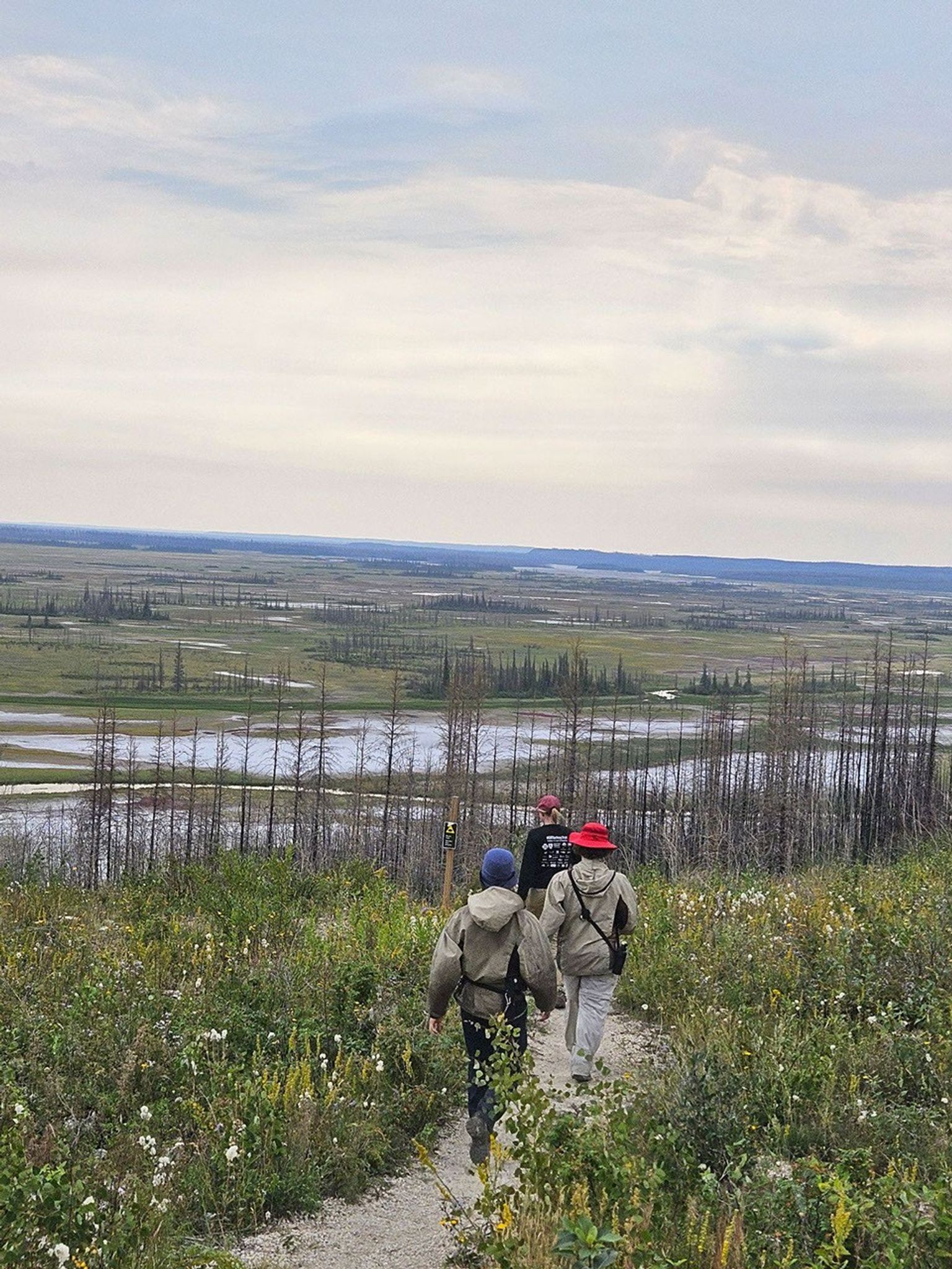 What a vista! Our researchers descend a pebbled path through waist-high white wildflowers on stems of green and yellow. They’re heading toward a screen of burned tree trunks set above a swampy area that stretches to the horizon, deep green fens with ponds and puddles reflecting the sky. Low blue hills fade into the distance.