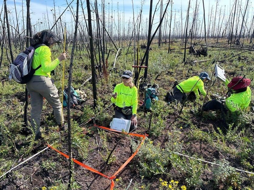 Four researchers in fluorescent green shirts, rip-stop pants, caps or field hats with bug nets, and hiking boots. They are hard at work laying out sample plots, using a combination of yellow poles, orange tape, and white string. At hand are backpacks, notes, maps, and containers. The area is a peat bog with many thin, bare saplings. The ground is a patchwork of green vegetation, clusters of yellow flowers, and bare brown peat.
