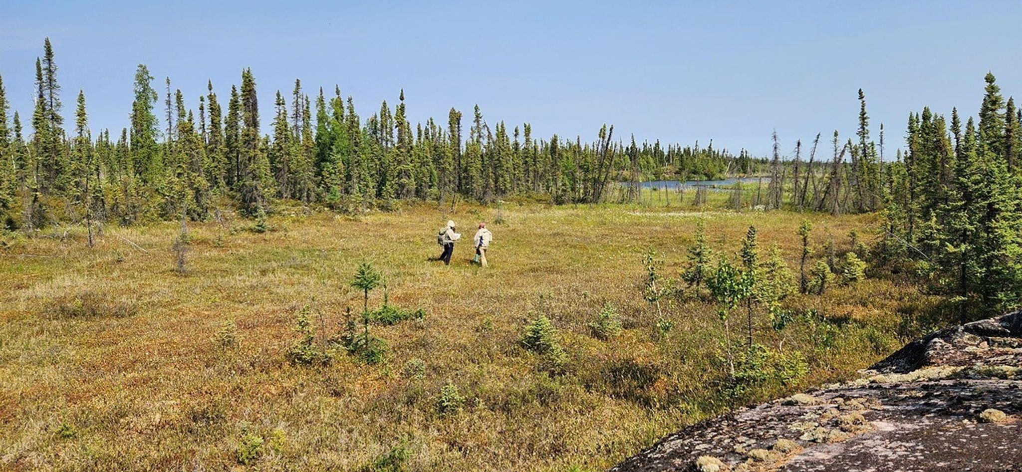 Two researchers are small figures walking across a meadow hedged by stretches of evergreens.