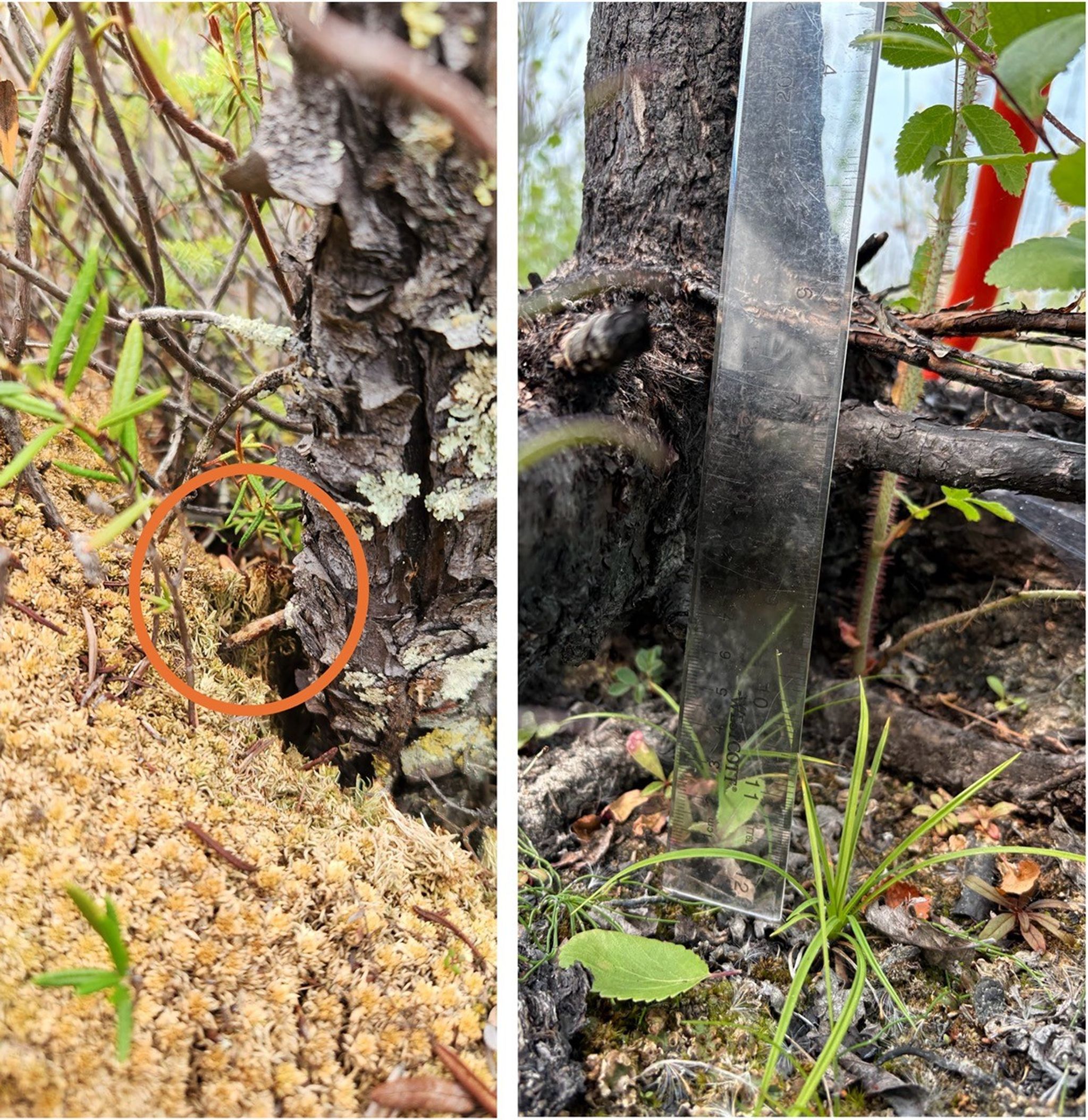 Side by side views of tree roots. The view at the left shows a tree trunk with an offshoot root extending downward at a 40º angle from the tree into golden moss. The view at the right shows the structure of roots at ground level. A clear plastic ruler sits with its bottom edge on the peat ground and extends upward to another level of roots five inches higher.