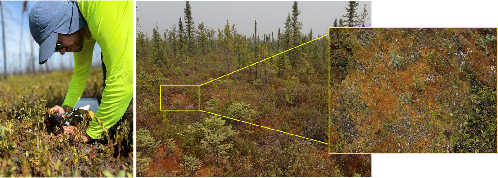 At left, Cook, in a fluorescent green shirt and a blue field cap bends to the ground, focusing his camera on moss growing there. At right, a long view of olive and russet peatland, with an inset sketched out; then the inset pulls out to review a close-up view of this peatland, mostly rust-colored with tufts of dark green and white moss.