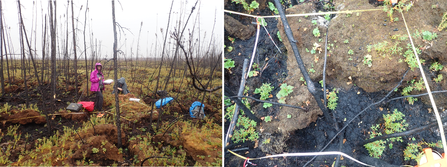 In the image at left, two researchers divide up a sample area with white string. The area shows bare, burned, narrow tree trunks reaching up from area where bare brown peat alternates with tufts of sage green and golden brown mosses. The right image shows a close-up of a sample area outlined in white string, strung through white stakes to sit knee-high above the ground. The ground shows a mixture of wet, dark brown peat and drier, lighter brown peat, speckles with star-shaped green mosses and and a few other small-leafed plants.