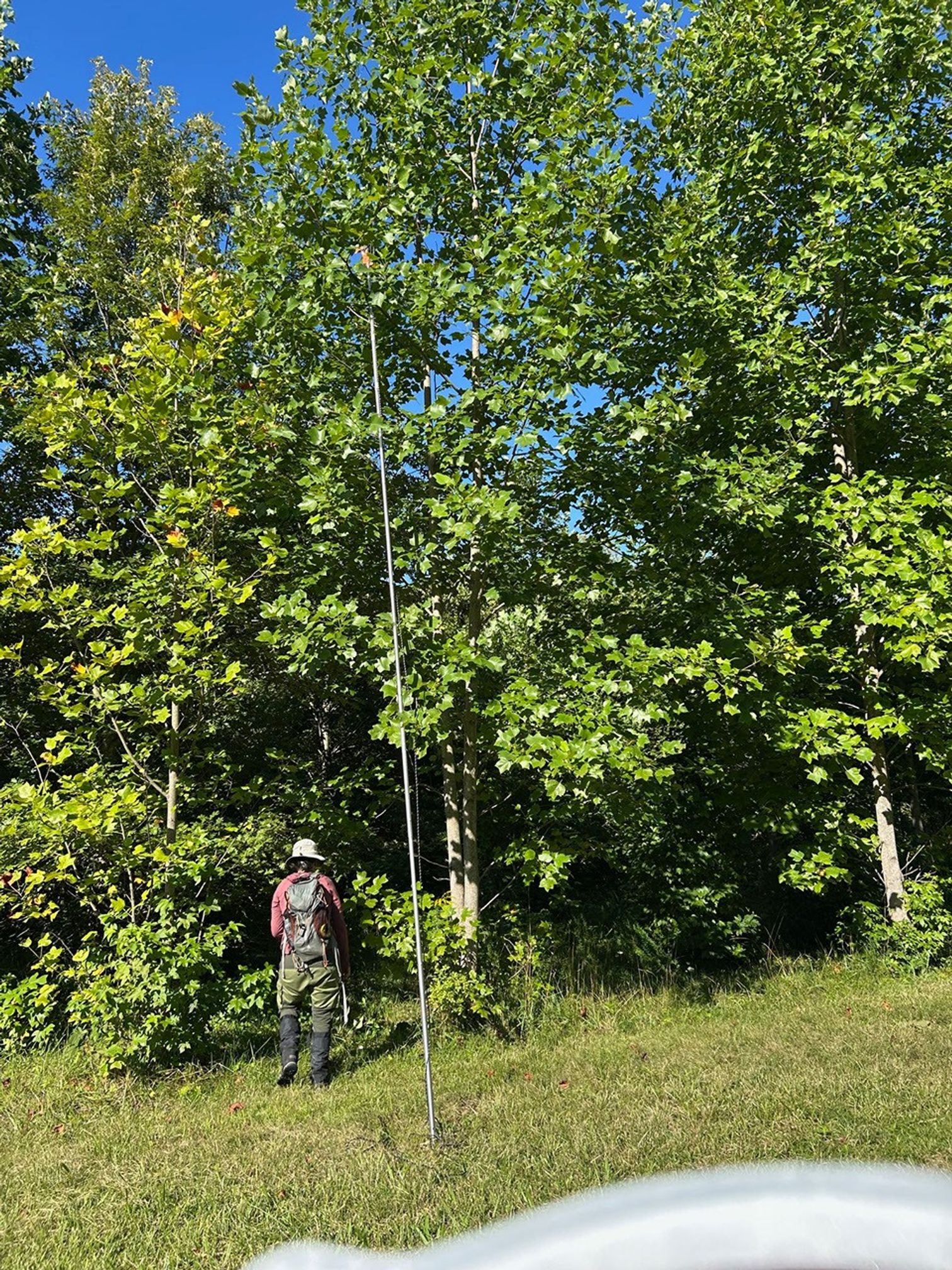 A woman in waders and a bush hat stands among tall trees, carrying a pole.