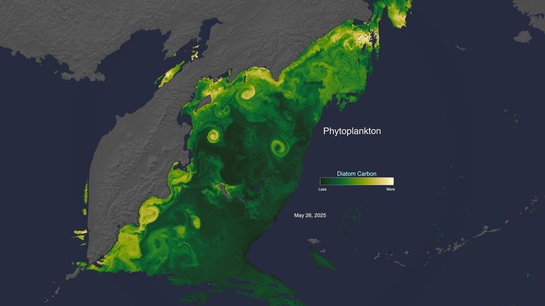 A data visualization of a region of the northwestern Pacific Ocean, around the Kamchatka Peninsula. Blooms of diatoms are shown on a scale from green to yellow, with yellows representing more of the organisms. The yellows swirl along the peninsula’s eastern coastline, with a few further out into the oceans.