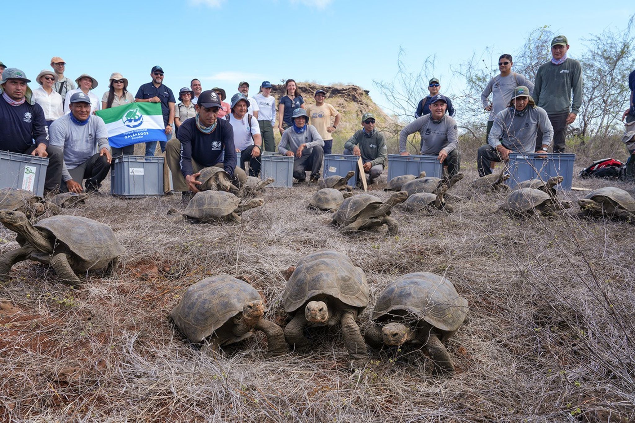 Conservation team poses behind dozens of giant tortoises on dry Floreana terrain, with transport crates.
