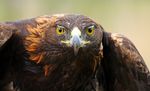 Close-up of a golden eagle facing the camera with bright yellow eyes, a hooked beak, and dark brown feathers.