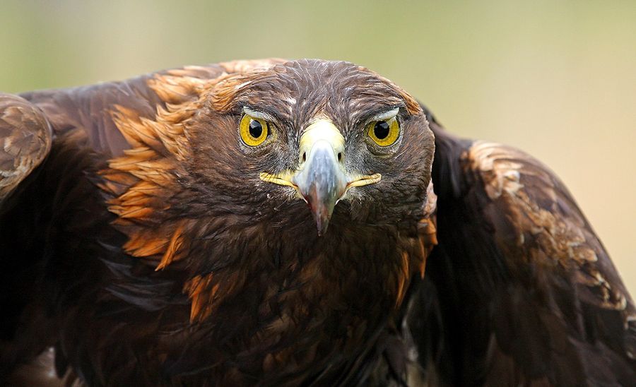 Close-up of a golden eagle facing the camera with bright yellow eyes, a hooked beak, and dark brown feathers.