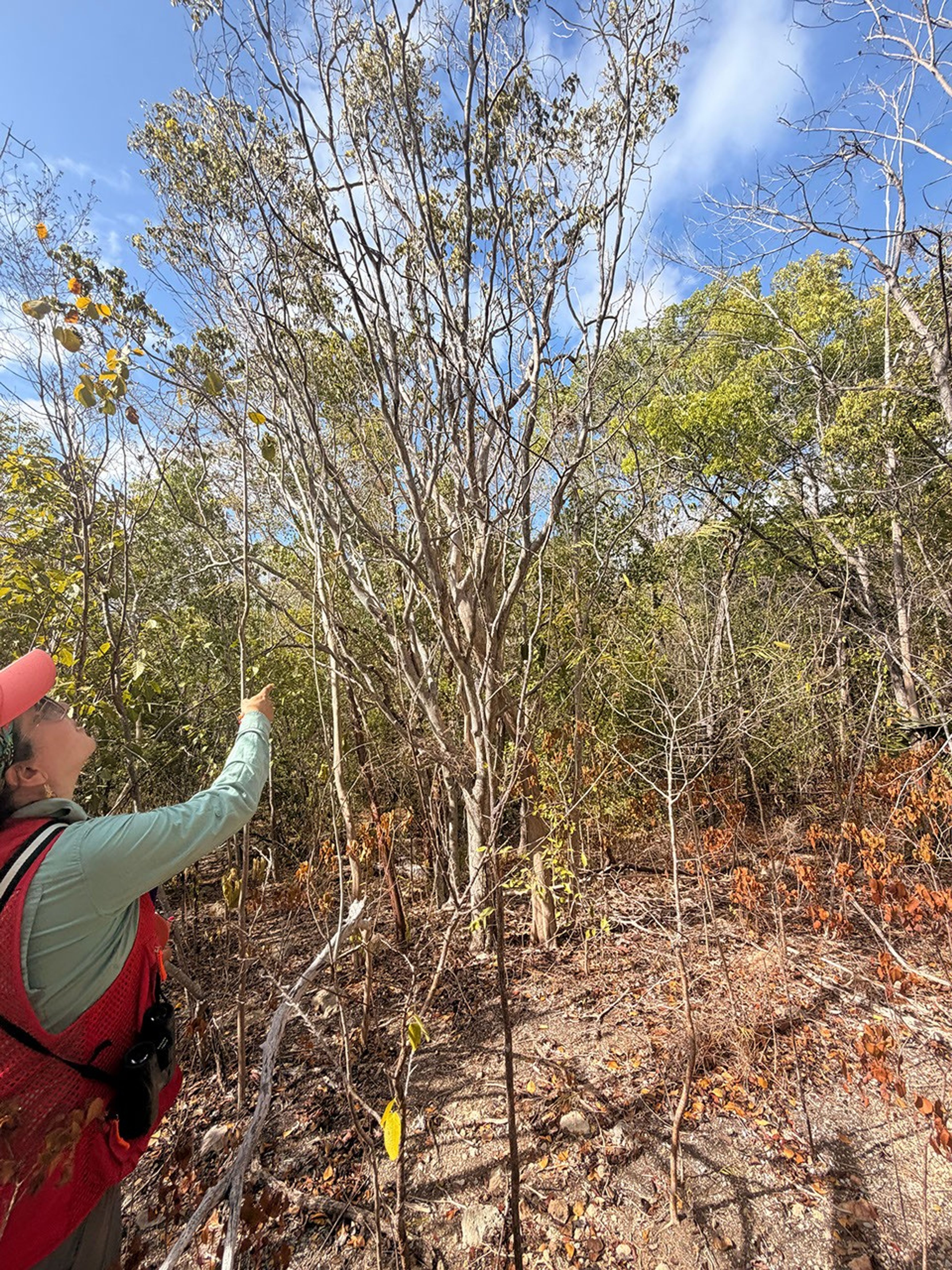A woman in an orange cap, red vest, and long-sleeved gray shirt, a camera over her shoulder, looks up at a tree in a wooded area.  