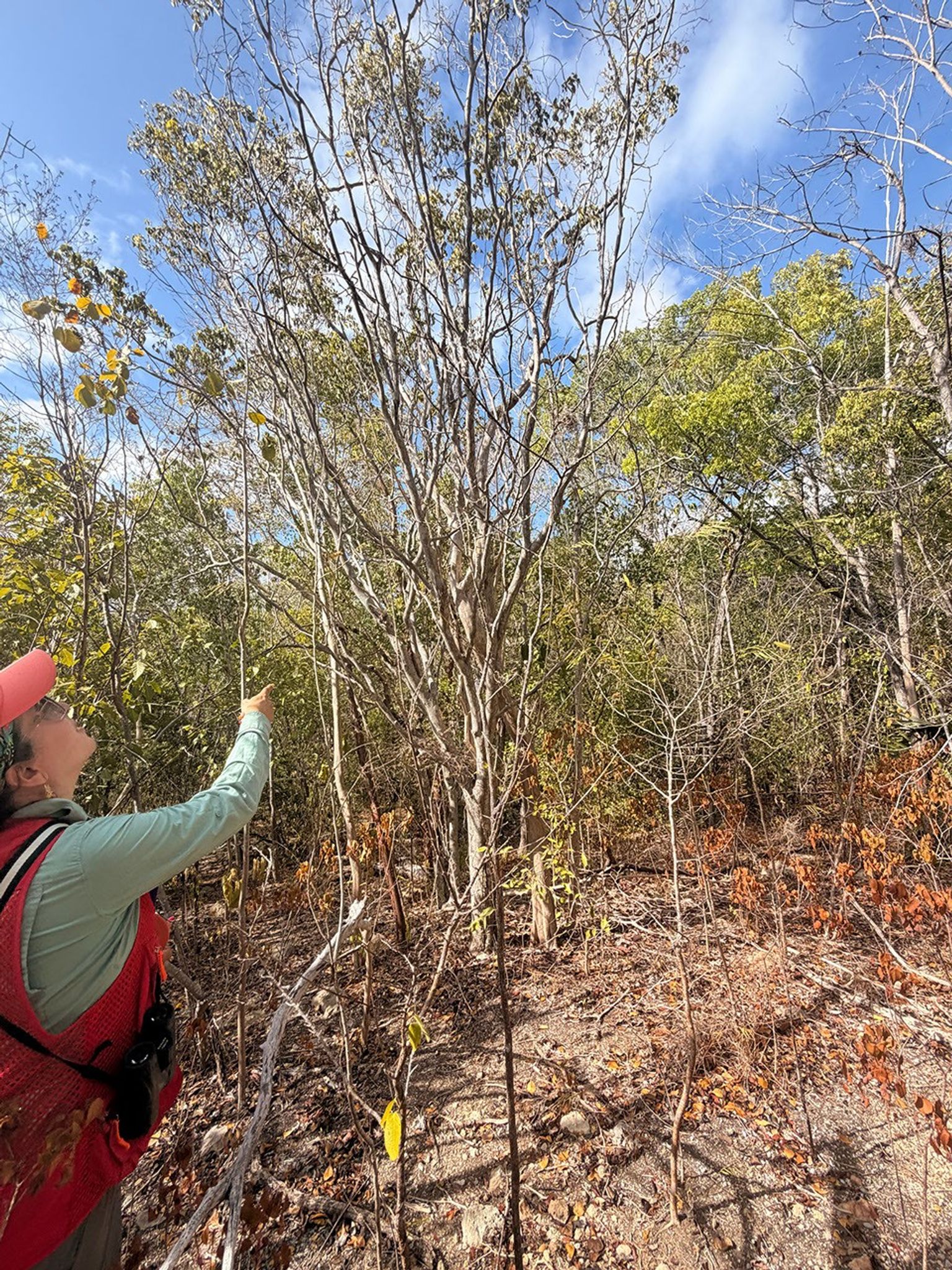 A woman in an orange cap, red vest, and long-sleeved gray shirt, a camera over her shoulder, looks up at a tree in a wooded area.