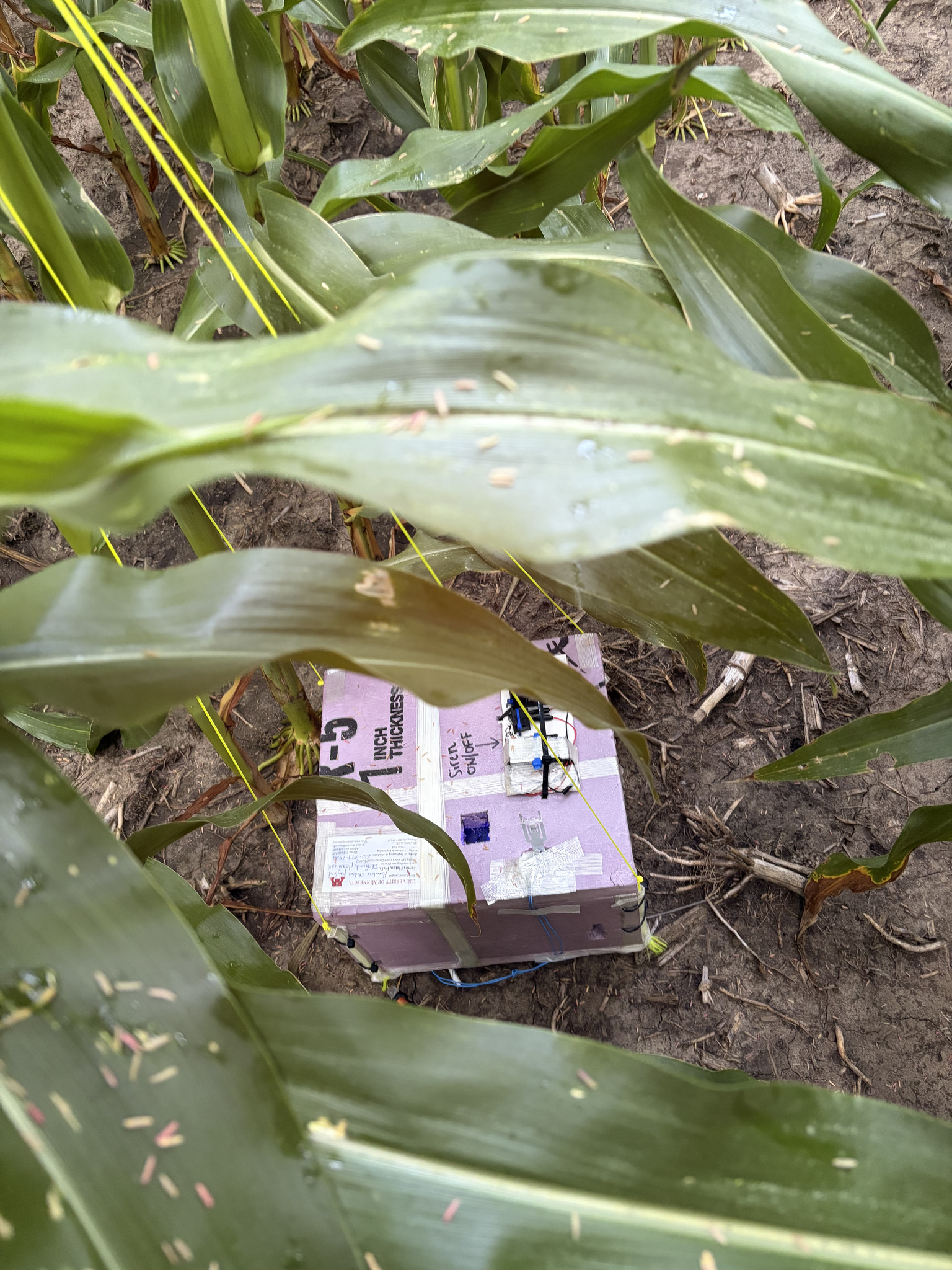Green fronds of corn fail to obscure the mauve and white payload box lying beneath them.