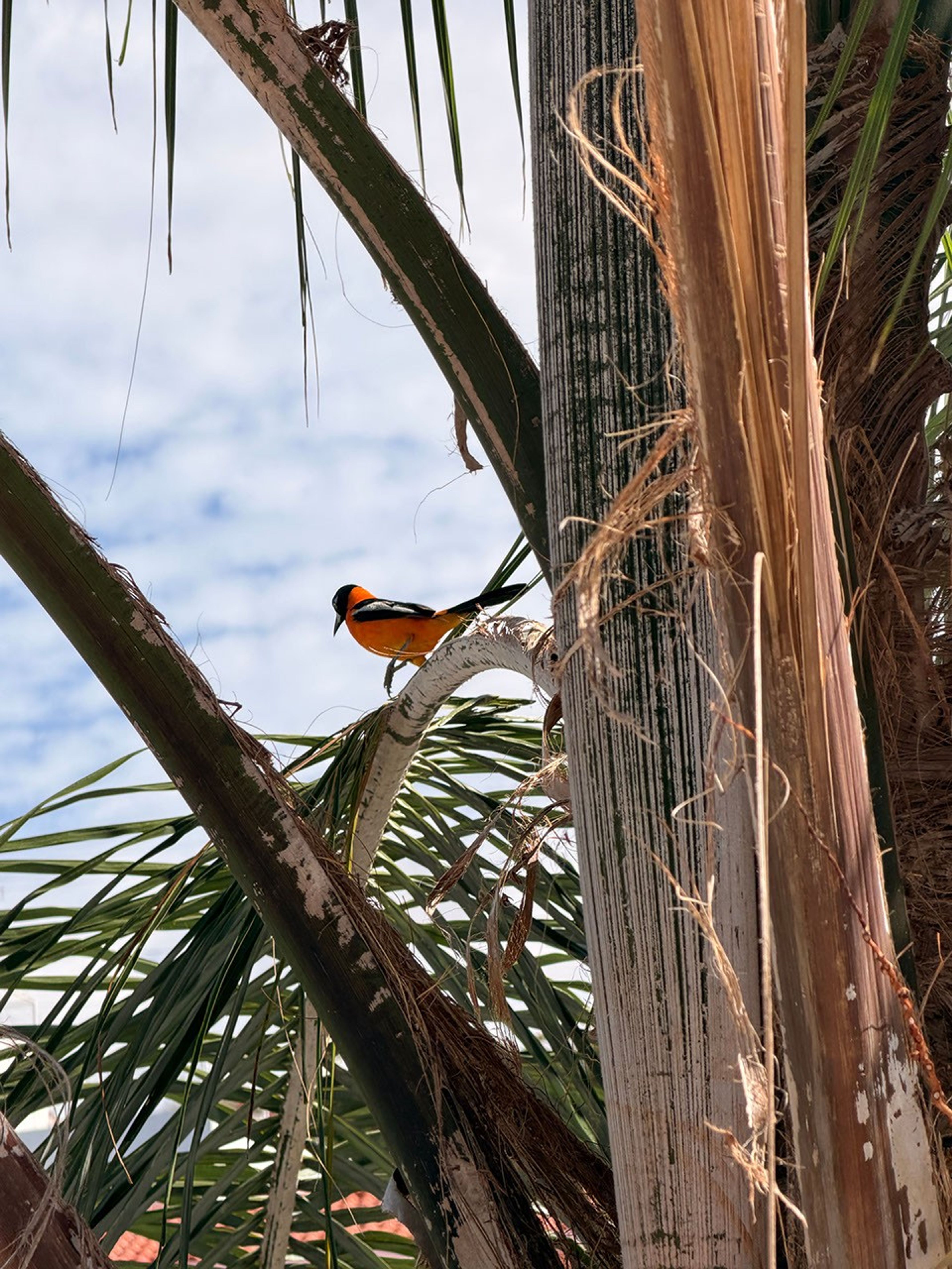 Perched on the curving branch of a palm tree is a bird with a black head, beak, wings, and forked tail. Its neck and body are vermillion orange.