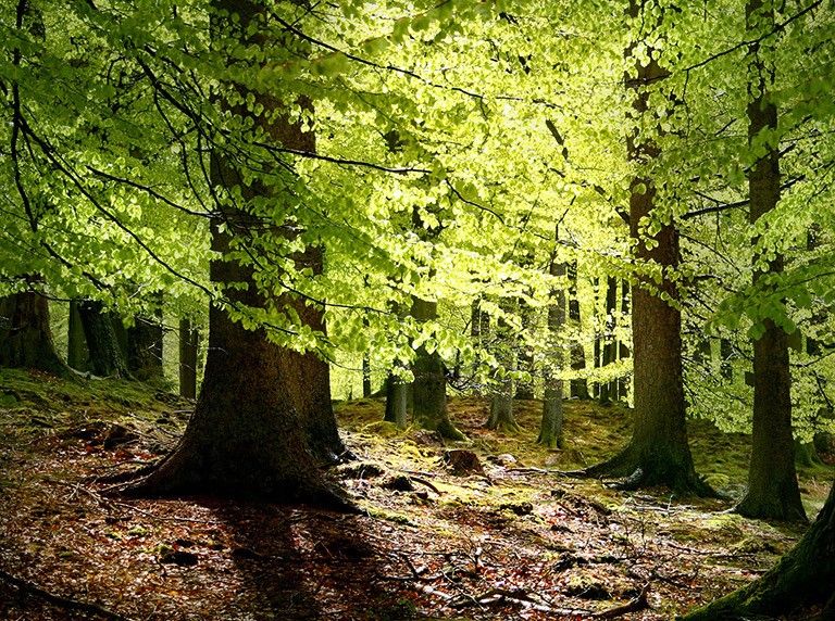 Nearly all forest trees live in symbiosis with underground fungi, and the type of fungus in a forest location can now be identified in satellite images. Credit: Malene Thyssen/CC BY-SA 3.0.