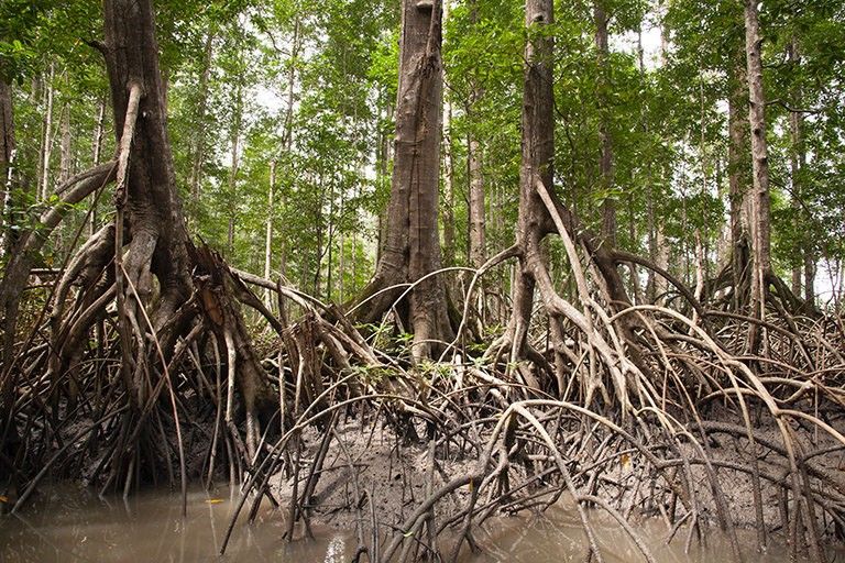 New satellite-based maps of mangrove heights