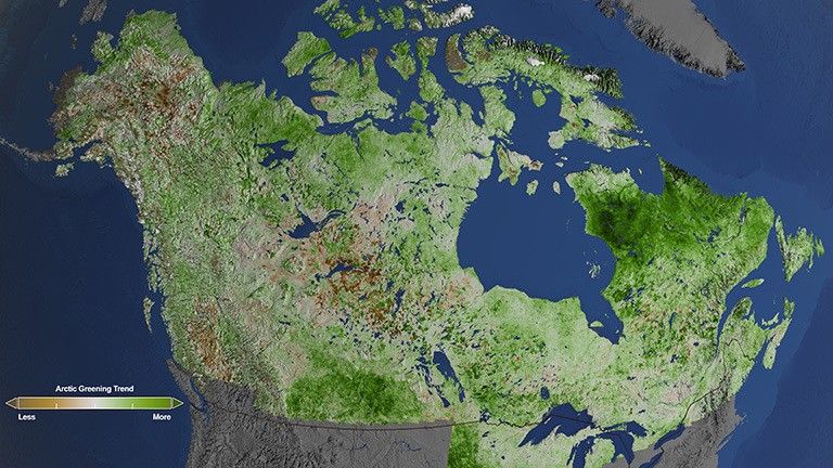 Using 29 years of data from Landsat satellites, researchers at NASA have found extensive greening in the vegetation across Alaska and Canada. Rapidly increasing temperatures in the Arctic have led to longer growing seasons and changing soils for the plants. Scientists have observed grassy tundras changing to scrublands, and shrub growing bigger and denser. From 1984–2012, extensive greening has occurred in the tundra of Western Alaska, the northern coast of Canada, and the tundra of Quebec and Labrador. Credit: NASA's Goddard Space Flight Center/Cindy Starr.