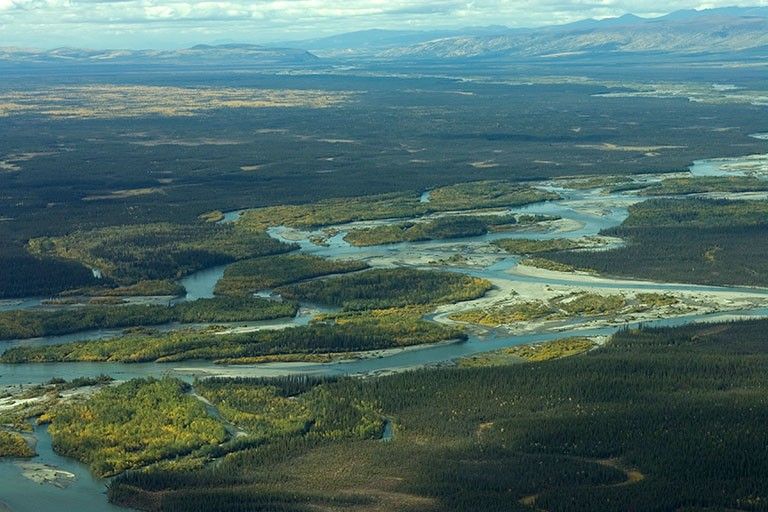 Alaska’s Yukon Flats National Wildlife Refuge is a land of towering spruce trees, plentiful lakes and the branching rivers. Grasslands and deciduous trees could replace those iconic evergreen forests if current climate change projections continue and, in turn, open the door to new invasive species. Credit: U.S. Fish and Wildlife Service. View larger image.
