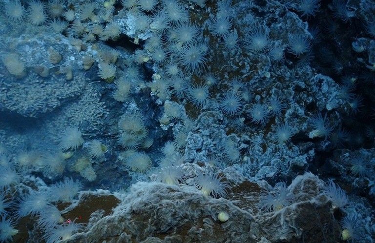 Deep sea life.