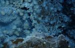 Deep sea life.