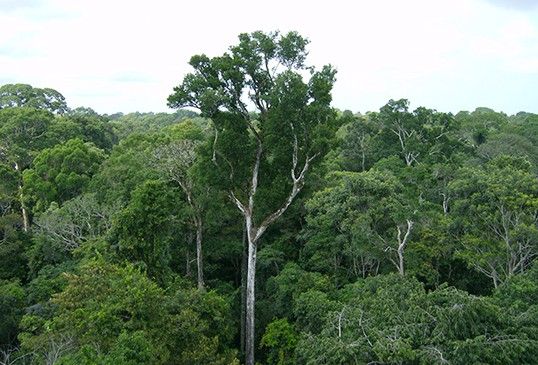 Old-growth Amazon tree canopy in Tapajós National Forest, Brazil. A new NASA study shows that the living trees in the undisturbed Amazon forest draw more carbon dioxide from the air than the forest's dead trees emit. Image credit: NASA/JPL-Caltech