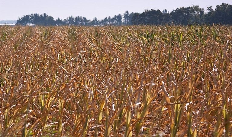 NASA's ECOSTRESS will monitor how plants react to heat and water stress. Credit: Wikimedia Commons