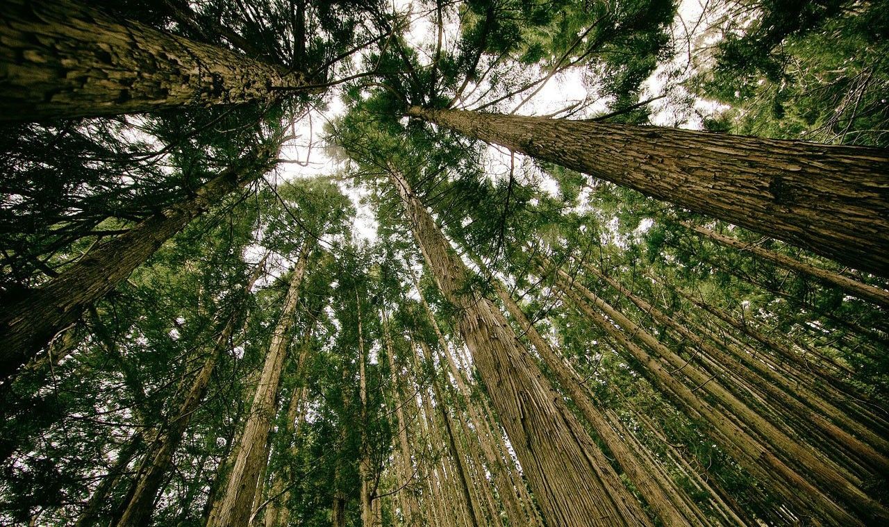 Forest canopy