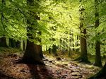 An image of a forest with bright green leaves