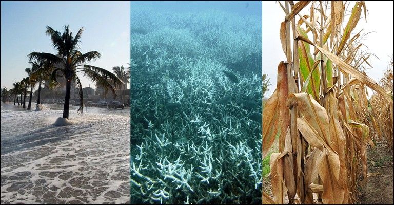 Image credits from left to right: Dave/Flickr Creative Commons/CC BY 2.0; Acropora at English Wikipedia; and Martin Haas/Shutterstock.com.