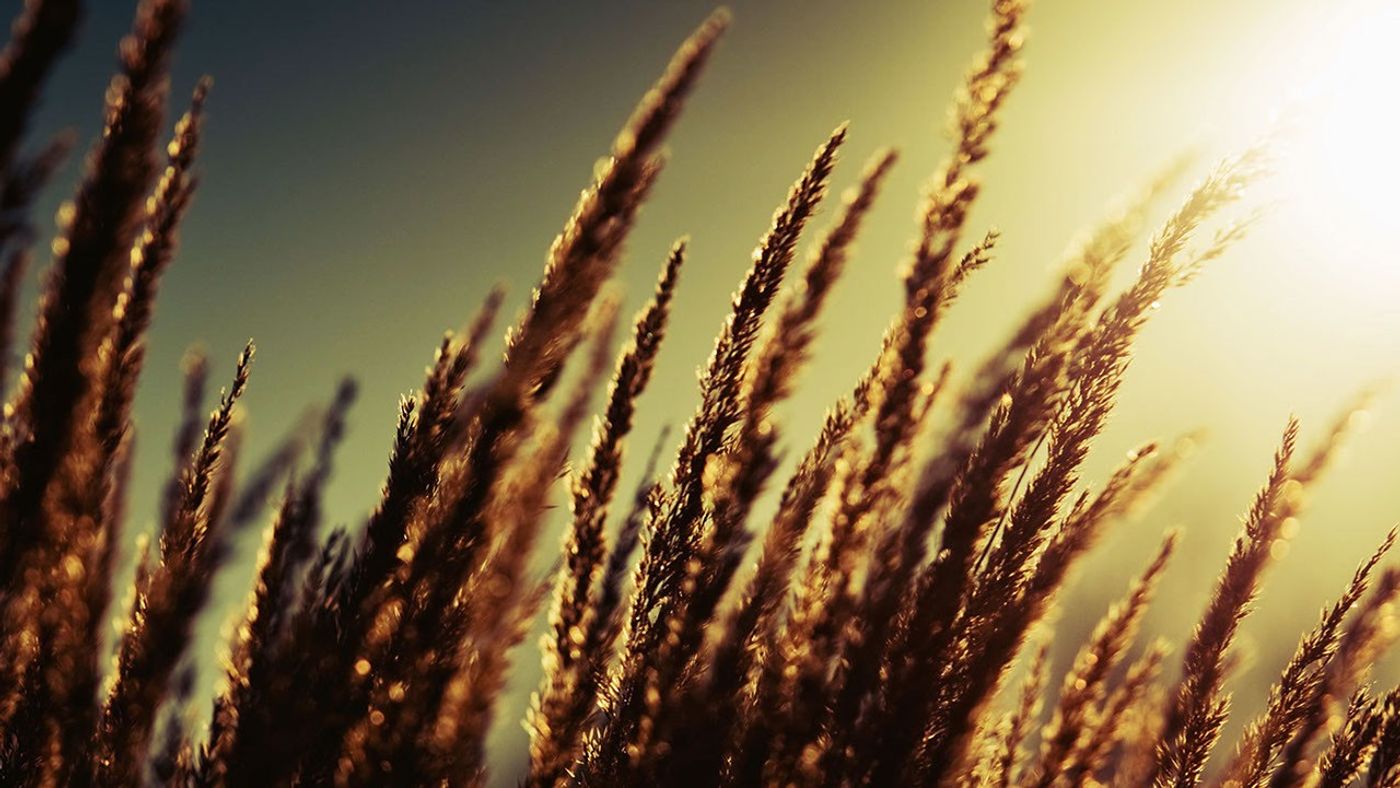 Plants under a hot sun
