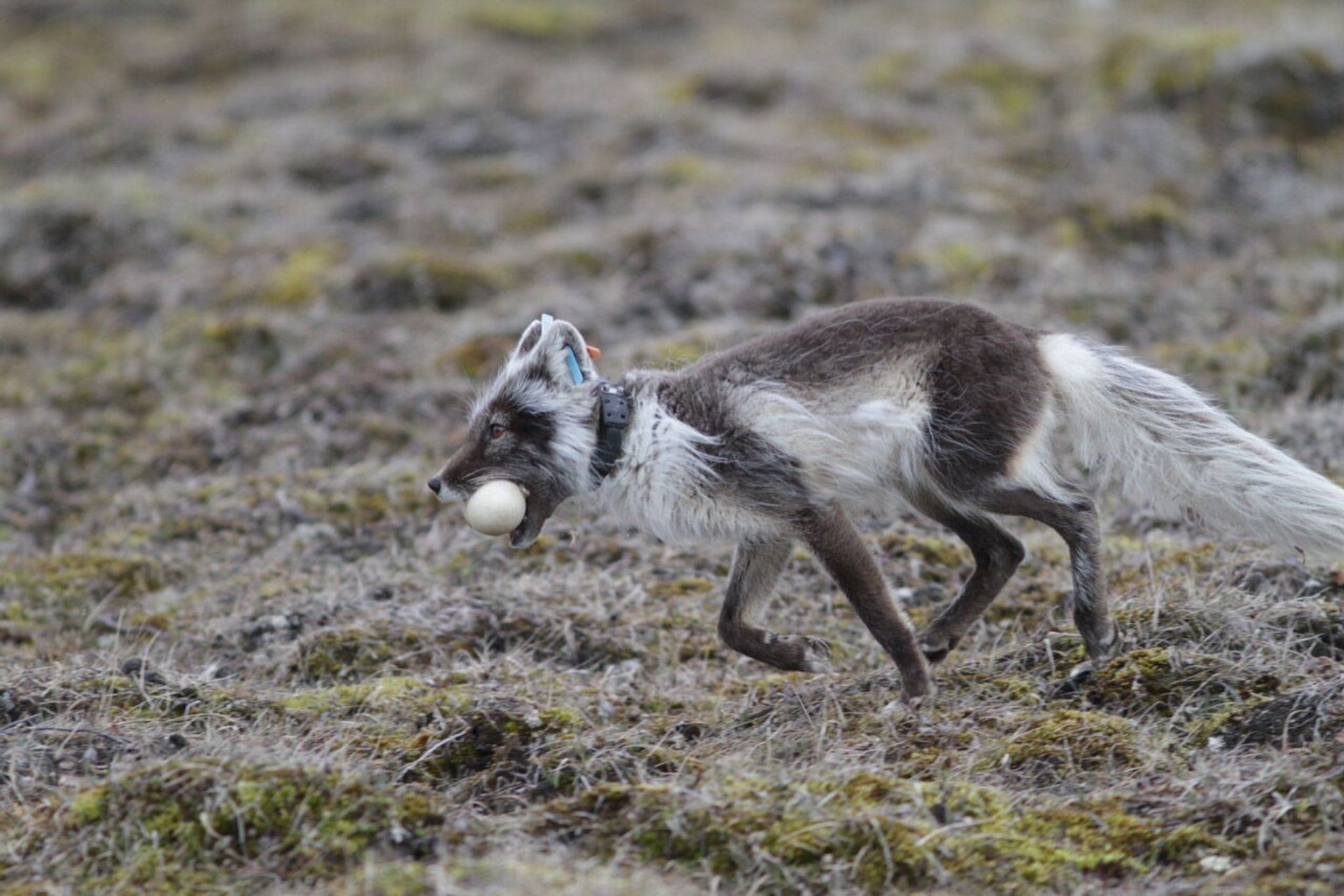 Arctic Animals' Movement Patterns are Shifting in Different Ways as the ...