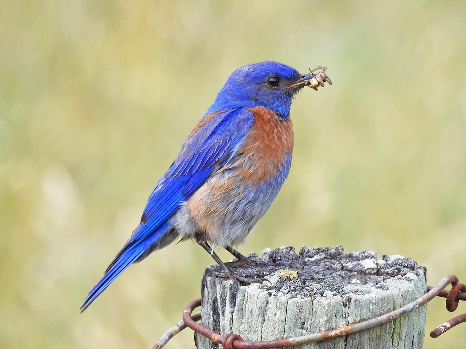 A Western bluebird with a bug in its beak.