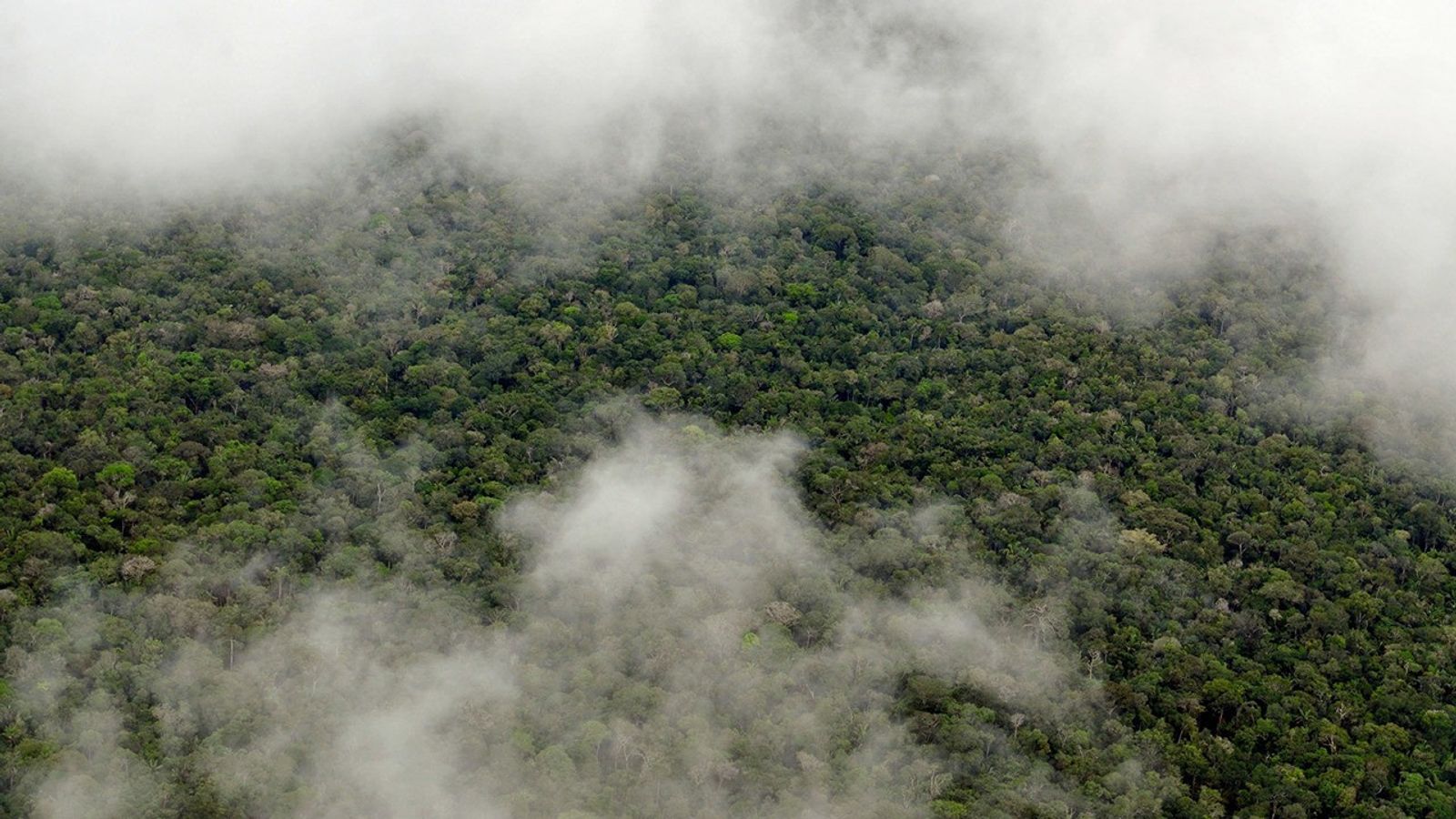 The Amazon rainforest.